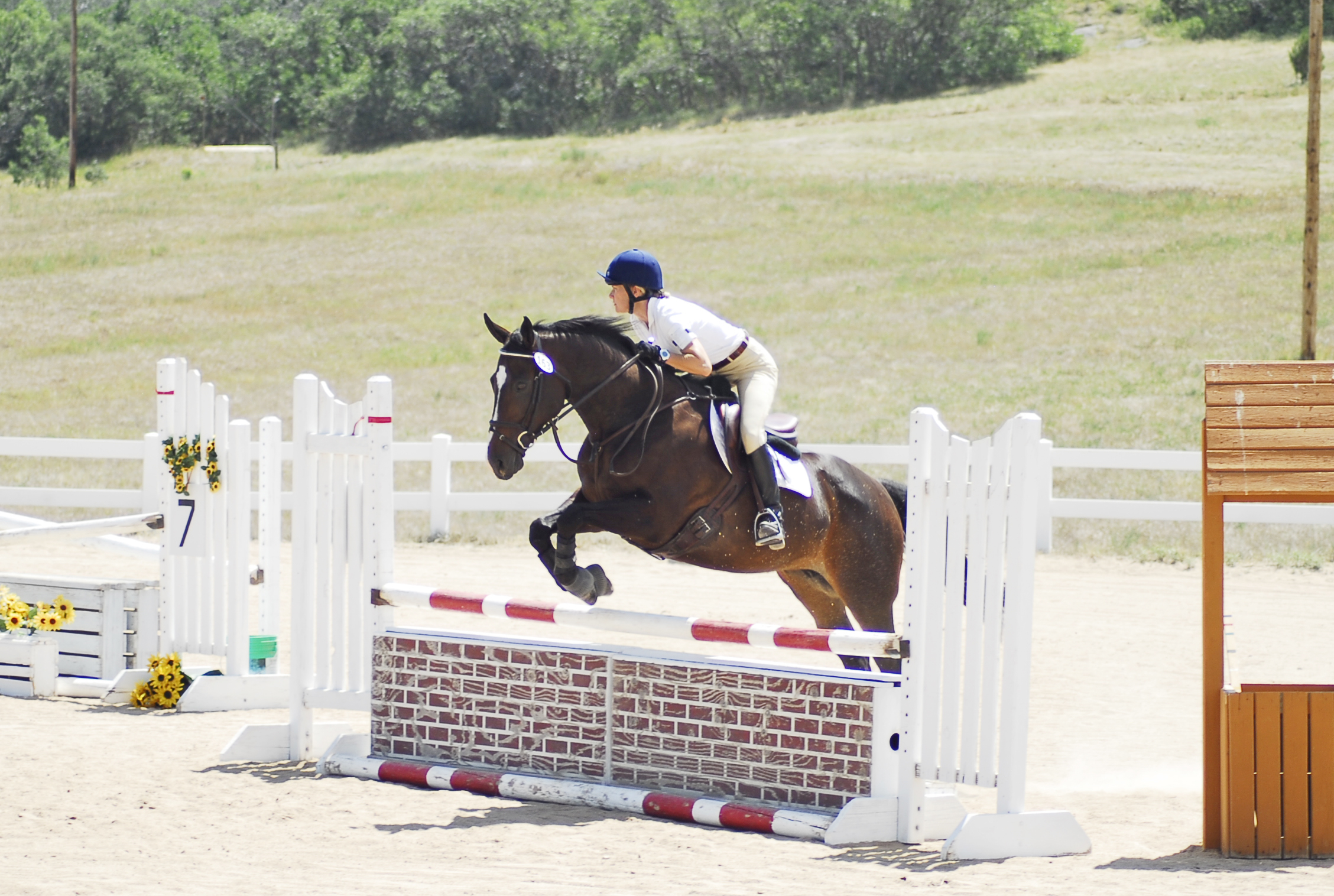 Show Jumping Photography in Colorado