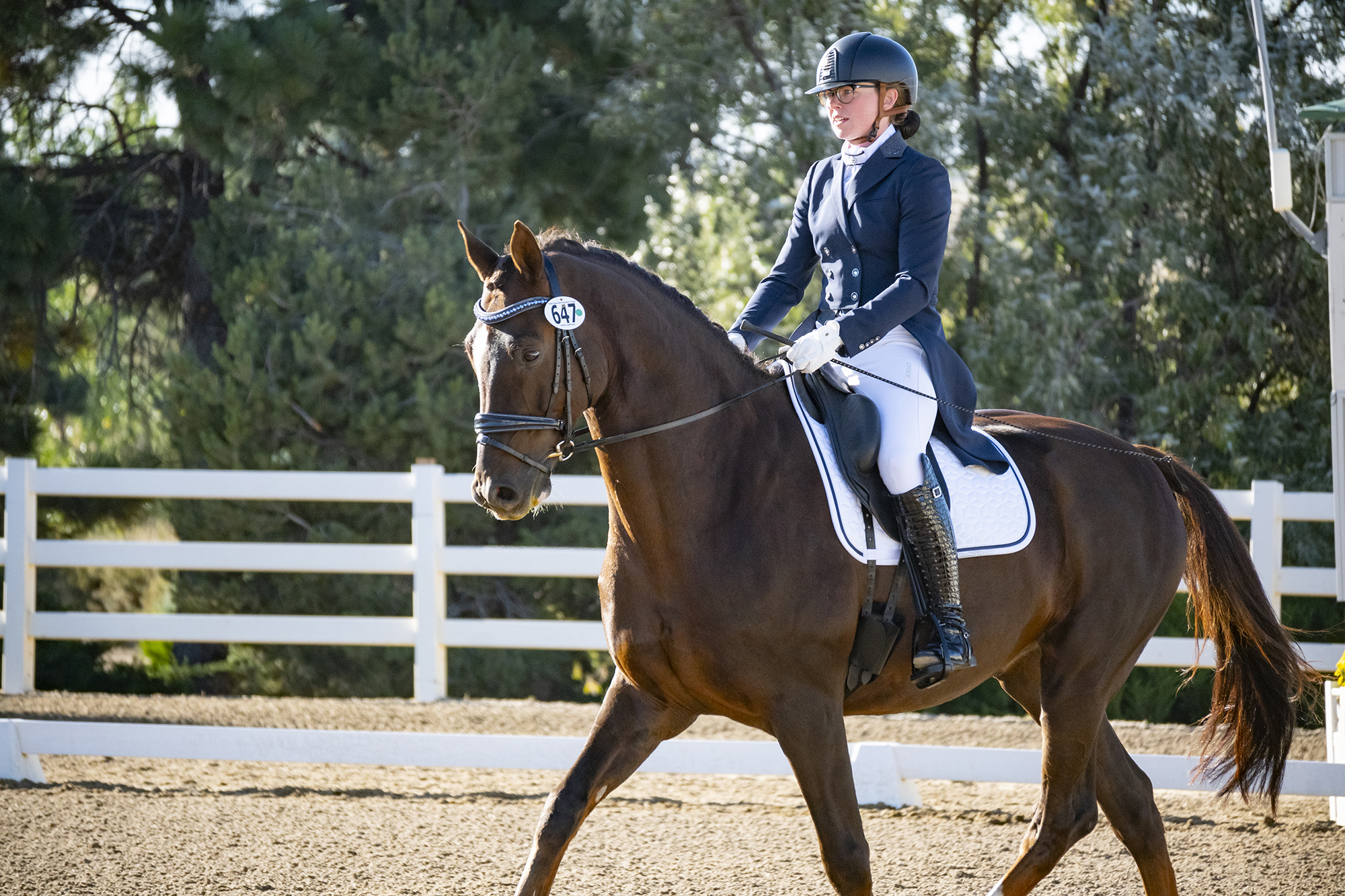 2026 Nighthawk Dressage II & III